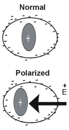 Schematic displacement of ge within a molecule by an electric field E.