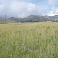 Perennial grasses now cover the Site