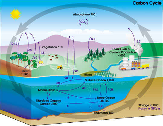 Carbon Cycle