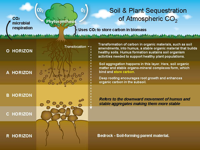Soil Profile Graphic