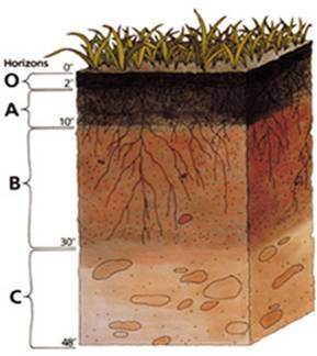 Soil Profile Image