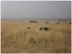 Restored Grazing Land