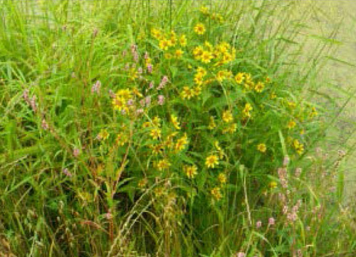 De Sale Restoration Area Wildflowers in Wetlands