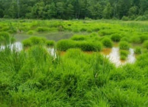 De Sale Restoration Area Restored Wetlands