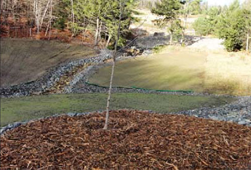 Elizabeth Mine Native Tree Plantings