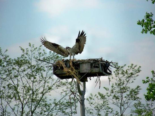 Pharmacia & Upjohn Company LLC Site Osprey Nesting Platform