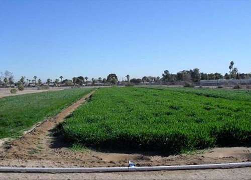 Phoenix-Goodyear Airport Superfund Site Crop Irrigation