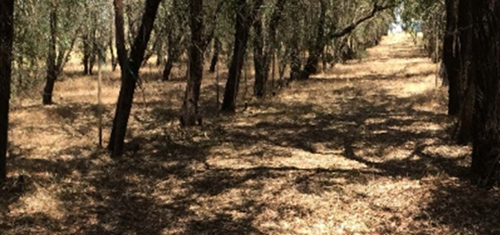 Travis Air Force Base Phytoremediation Operations