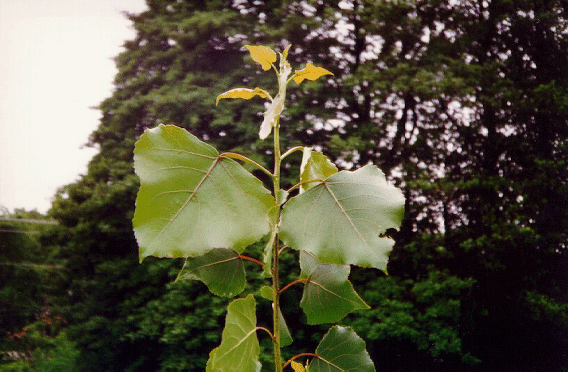 (Populus charkowiiensis x incrassata, NE 308) at Edward Sears Property