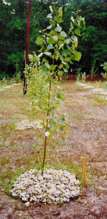 Photograph of Hybrid Poplar Tree at Edward Sears Property