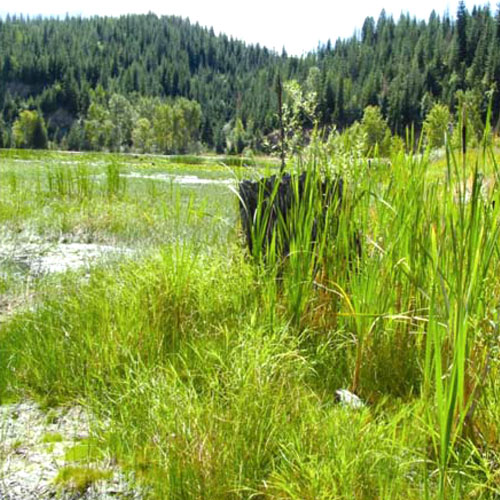 West Page Swamp area, after (Source: Dr. Sally Brown, University of Washington)