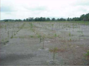 Tree seedlings on the tailings pile (2004) (Source: EPA)