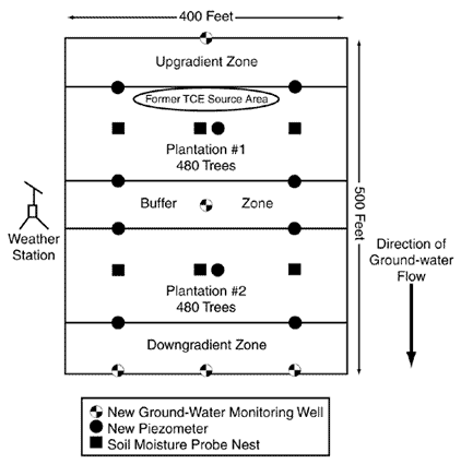 Figure 4. Two plantations encompassing 960 eastern cottonwood trees were established for the Carswell NAS demonstration.