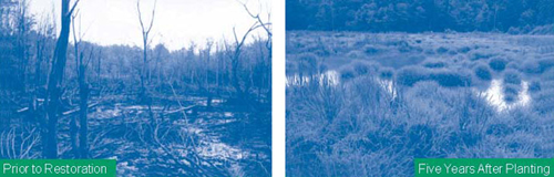 Figure 1. Native plants in the De Sale Restoration Area wetlands include broad-leaved cattails, soft rush, and tussock sedge.