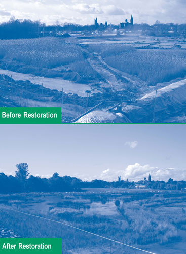 Figure 1. Excavated areas at the Atlas Tack site were restored within two years of wetland restoration and creation.