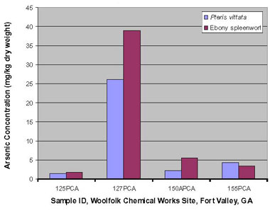 Arsenic accumulation in the ferns Pteris vittata and ebony spleenwort during bench-scale studies.